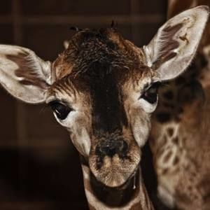 Meet your Posher, Gigi